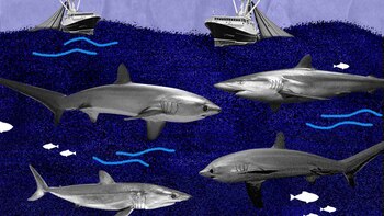 En Ecuador se dispararon las