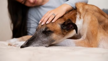 Las caricias son una de las cosas que más estresan a tu perro: un educador canino explica los motivos