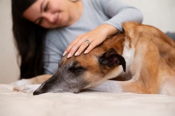 Adaptar la forma de acariciar es clave para el bienestar del perro, sostiene Esteban Navas, especialista en comportamiento canino