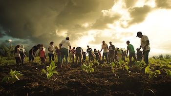 Panamá proyecta reforestar este año 1,320 hectáreas, para tratar de detener una creciente deforestación