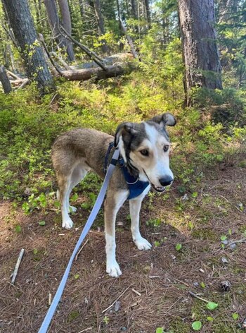 Tras buscarlo sin éxito, los