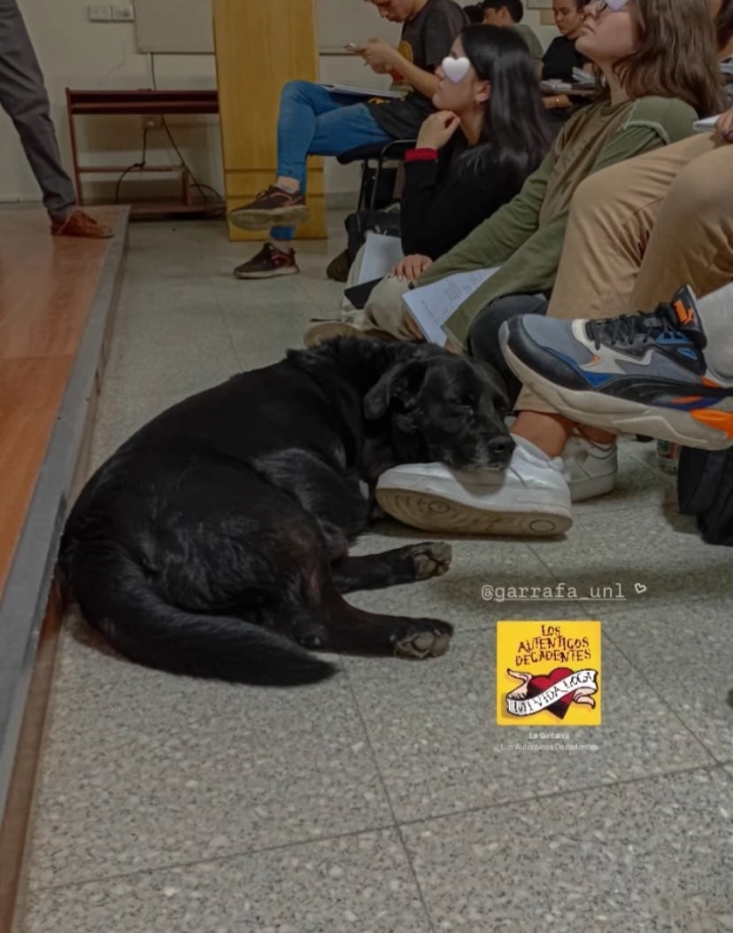 En las redes sociales, los estudiantes recordaron como el animal era parte del día a día de la universidad