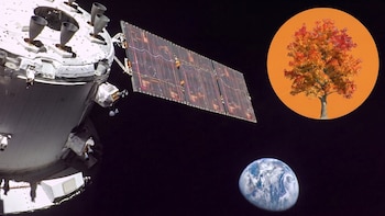 De una misión de la NASA a Madison Square: la historia del árbol que nació de una semilla que viajó al espacio