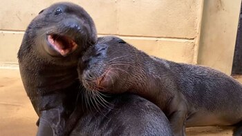 Barney y Otis, las dos