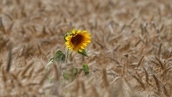 Los granos comerciales arrancan febrero