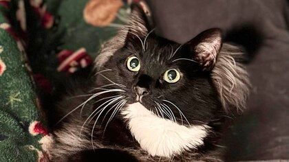 El secreto detrás de las orejas de Max, el gato rescatado que se robó el corazón de miles con su icónica apariencia
