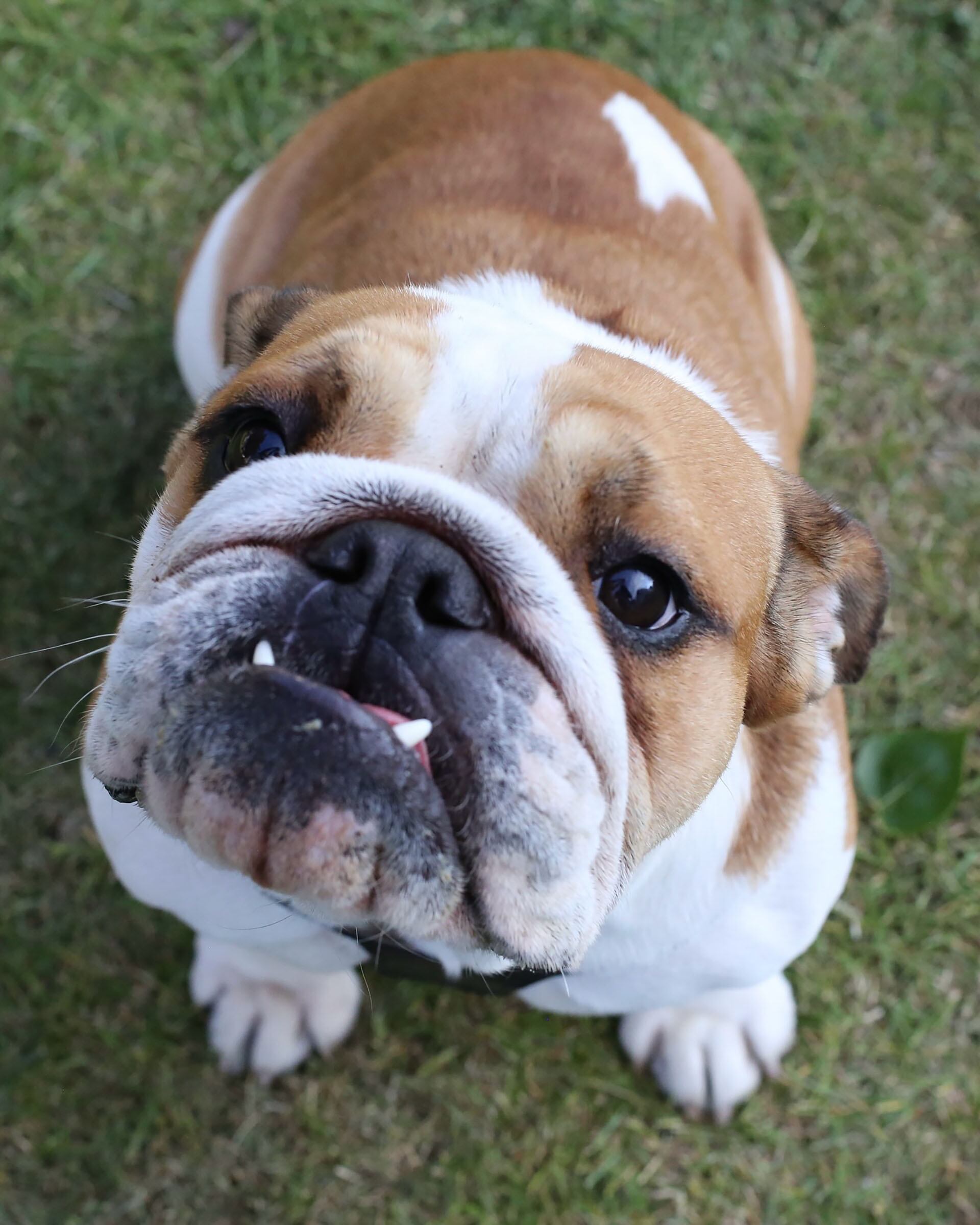 Roscoe lleva una dieta vegana (@roscoelovescoco)