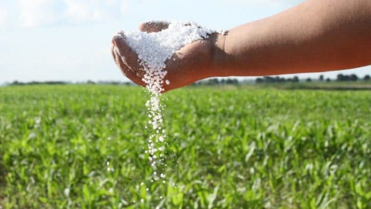 Urea y producci贸n de ma铆z