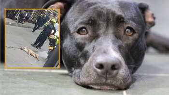 Patrullero de la Policía que