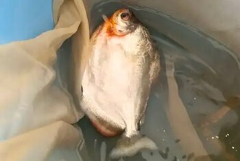 IIAP impulsa reproducción en cautiverio