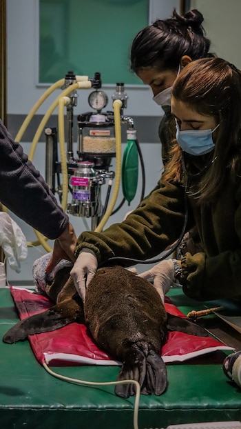 Cuatro ejemplares continúan bajo tratamiento intensivo en el Hospital Veterinario de Fundación Temaikèn para su rehabilitación