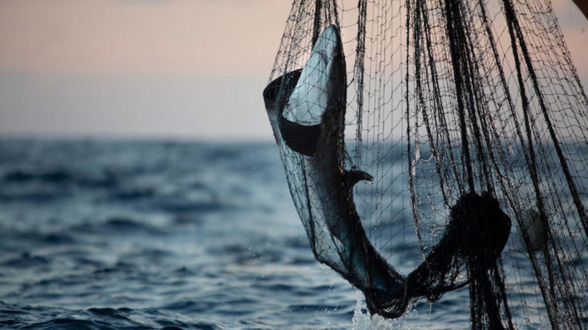 pesca