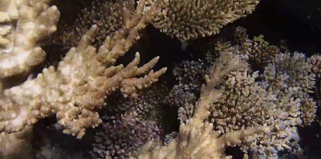 La conservación coralina depende de la adaptación constante de estrategias y del conocimiento científico acumulado (Reef Builders)