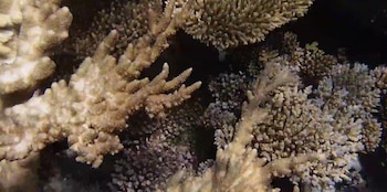 Primer plano de diversas formaciones de coral ramificado de tonos claros y marrones, con texturas irregulares, sobre un fondo oscuro
