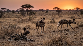 Tres perros salvajes africanos sobre hierba seca en un paisaje de sabana con árboles y el sol poniente al fondo.