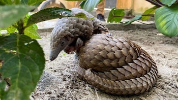 Pangolín