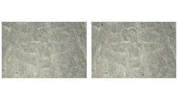 Imagen de un pájara hallado