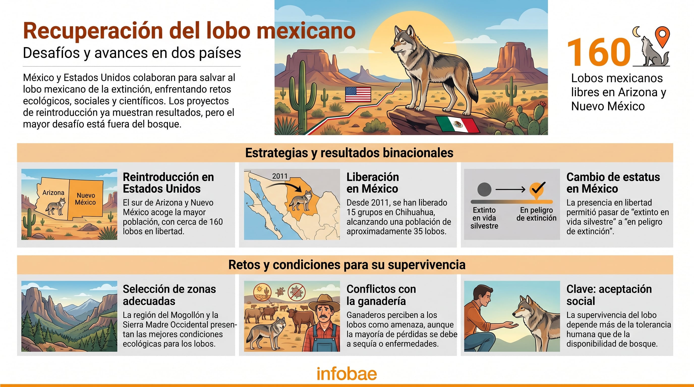 Una infografía detalla los esfuerzos de México y Estados Unidos para la recuperación del lobo mexicano, con datos de poblaciones y retos en reintroducción. (Imagen Ilustrativa Infobae)