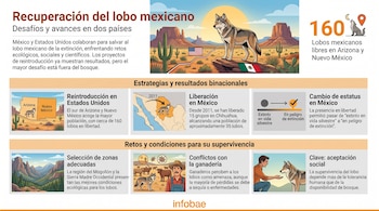 Infografía sobre la recuperación del lobo mexicano con ilustraciones de lobos, mapas de Estados Unidos y México, banderas y figuras humanas.
