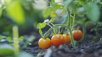 Conservar las capas exteriores de