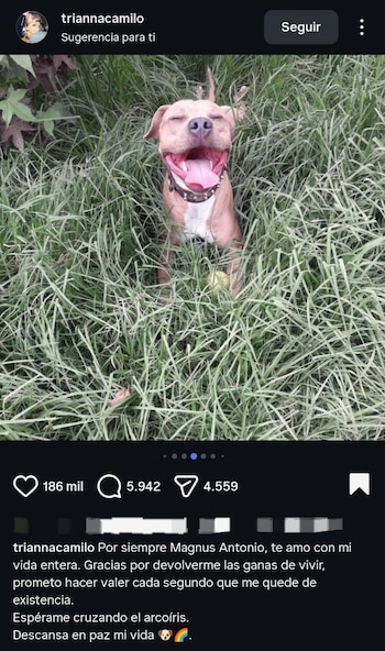 Camilo Triana compartilhou mensagem e foto emocionante no Instagram para se despedir de seu animal de estimação e inspiração, Magnus - crédito triannacamilo / Instagram