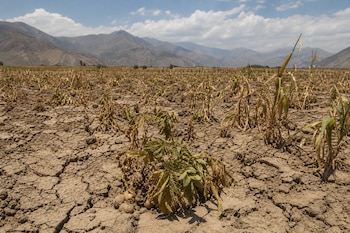 Suelo agrietado con plantas marchitas en primer plano y una cadena de montañas al fondo bajo un cielo parcialmente nublado.