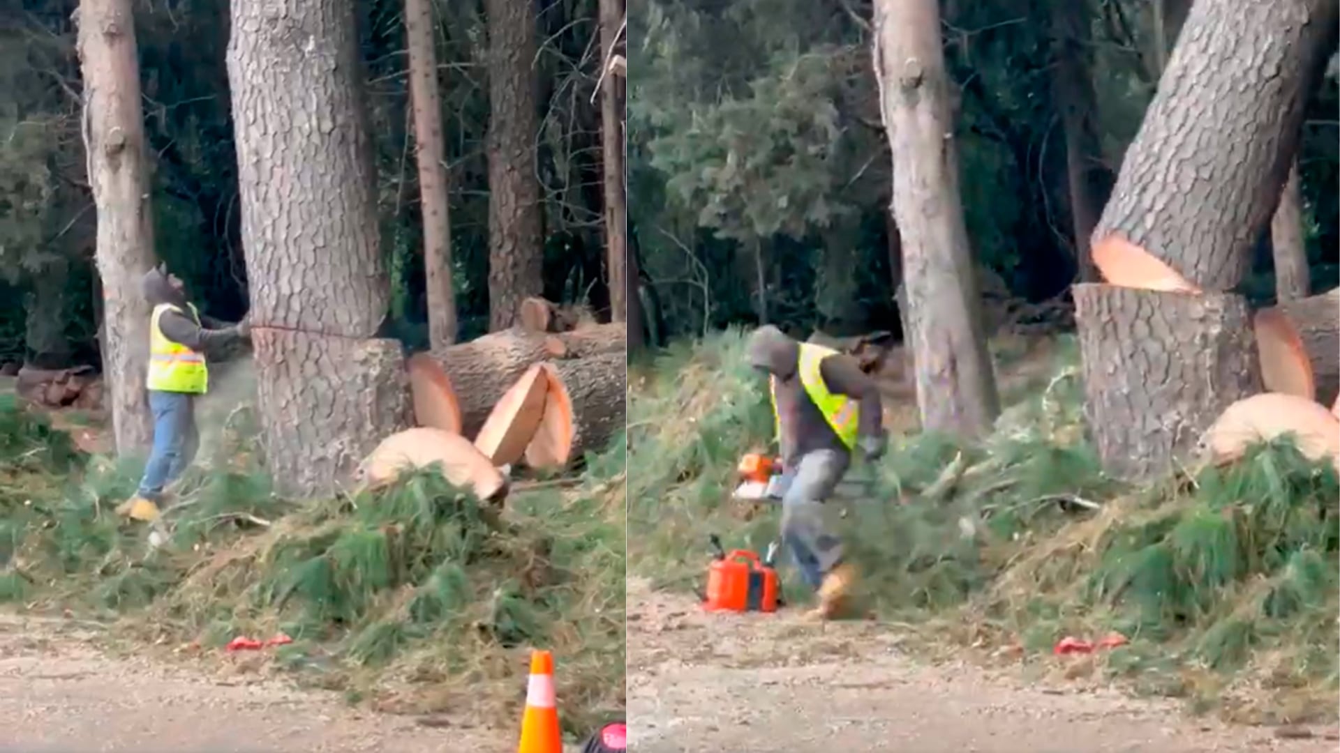 Videos en redes sociales muestran a un supuesto trabajador de la alcaldía Cuajimalpa talando un árbol