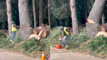 Videos en redes sociales muestran a un trabajador de la alcaldía Cuajimalpa talando un árbol