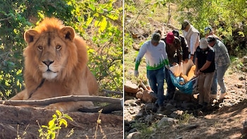 Sin garras y encadenado: Profepa