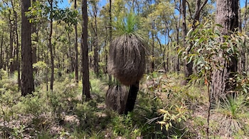 Un árbol de hierba con tronco negro y hojas largas en primer plano en un bosque denso de árboles de corteza rugosa y follaje verde bajo un cielo azul.