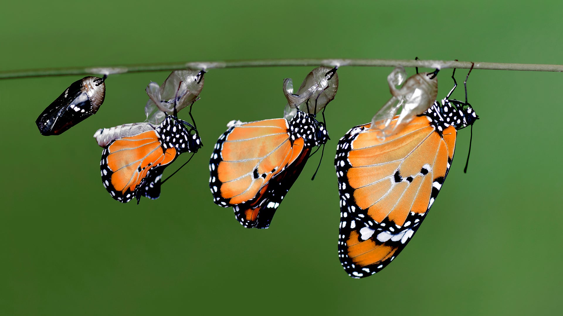 Mariposas panameñas funcionan como embajadoras de la biodiversidad del país. (IStock)