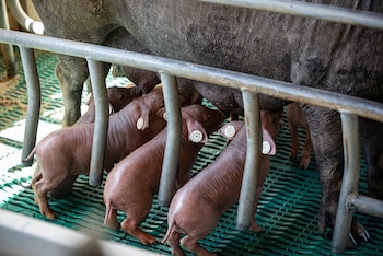 Imagen 6YITOMPH6BCRLNYLYC4Y2CQP6A