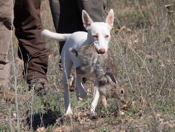 Un perro, cazando un conejo (Foto: Federación Madrileña de Caza)