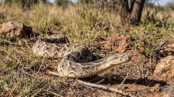 Una serpiente con manchas oscuras y cuerpo grueso avanza sobre tierra seca con hierba baja y piedras.
