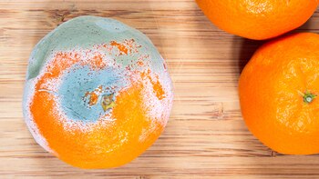 Guardar las frutas y verduras