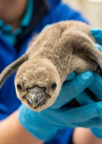 Las aves recibieron nombres de