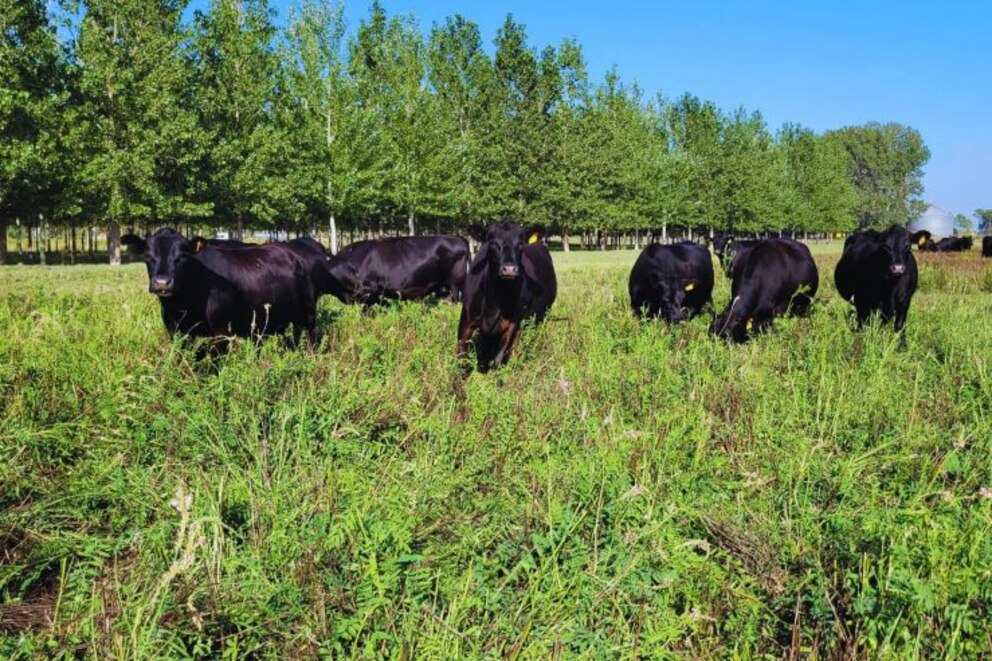 Sainfoin: el forraje que transforma la producción en zonas semiáridas