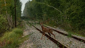 La guerra en Ucrania ha alterado el comportamiento de la fauna silvestre en Chernóbil, según un estudio