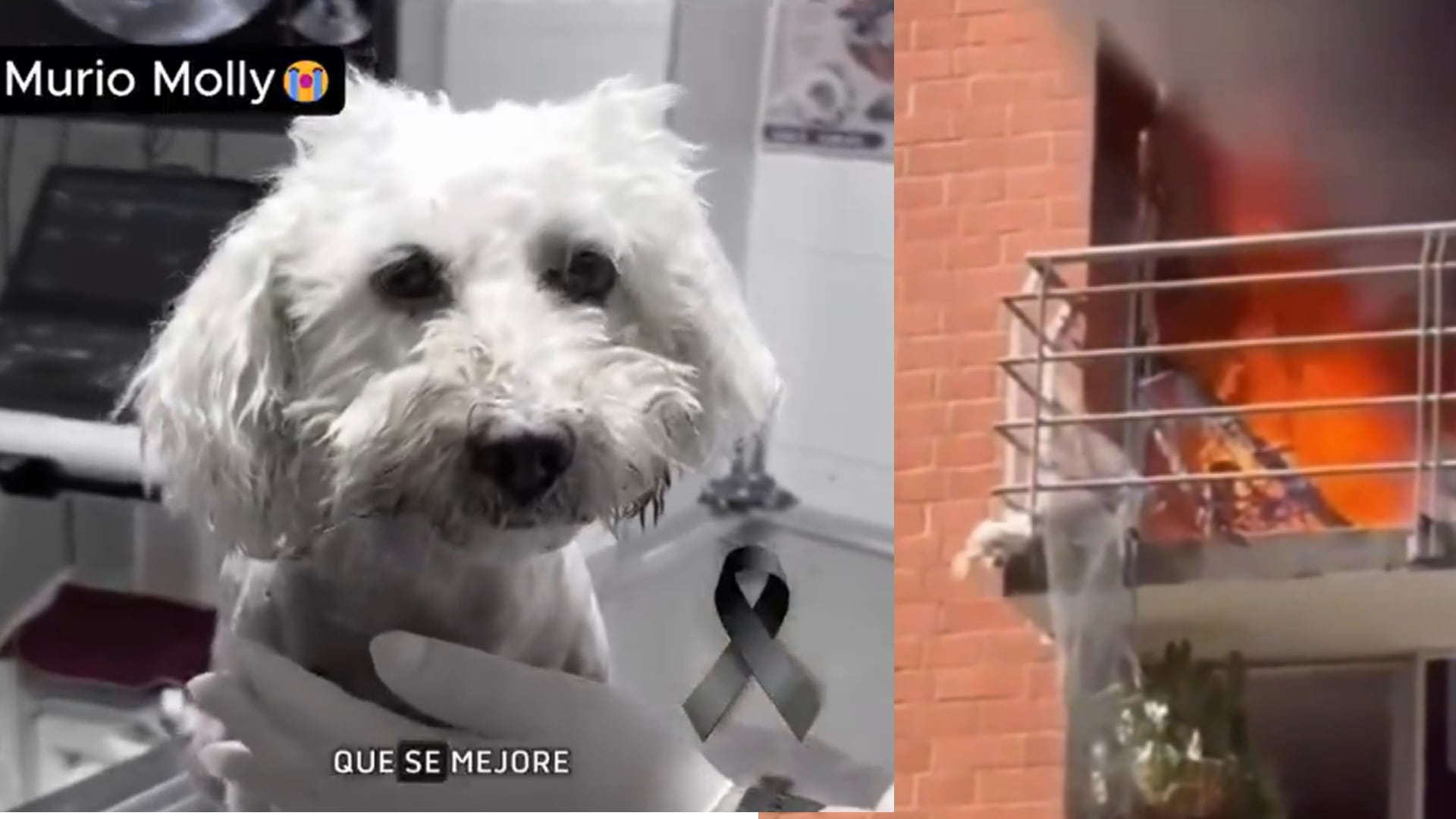 El animal recibió atención médica durante varias horas, pero las quemaduras y los traumatismos provocados por el impacto resultaron fatales tras la emergencia del 26 de octubre - crédito @PlataformaALTO/X