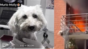 Falleció Molly, la perrita que saltó desde un quinto piso para escapar de un incendio en un apartamento en Neiva