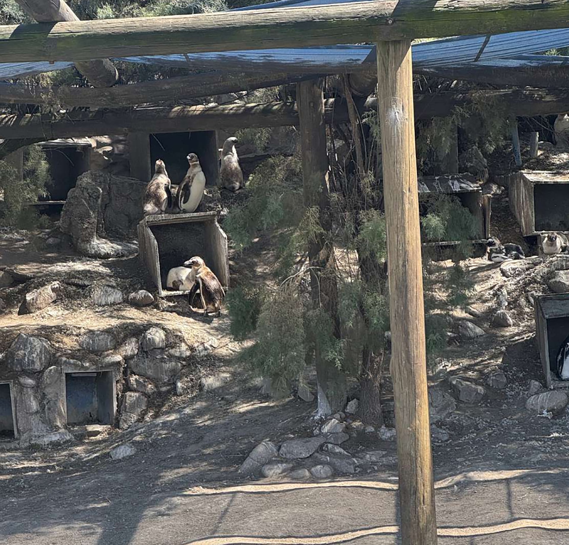 Varios de los pingüinos de pie y tumbados en el acuario, con estructuras de madera y vegetación