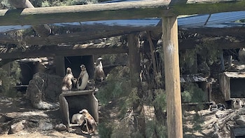 Quiebra del Aquarium: las fotos del cierre y las gestiones para mudar a los 66 pingüinos y lobos marinos