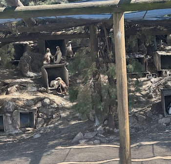 Múltiples pingüinos blancos y negros en un recinto con estructuras de madera, refugios tipo caja y vegetación escasa, bajo la luz del sol