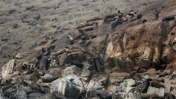 Un centenar de lobos marinos agonizan en Morro Sama, Tacna: piden intervención urgente de las autoridades