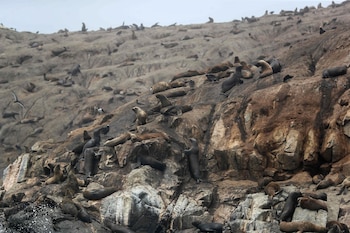 Fotografía de un grupo de lobos marinos en la isla Palomino, el 19 de marzo del 2024, cerca a las costas de Lima (Perú). EFE/ Paolo Aguilar