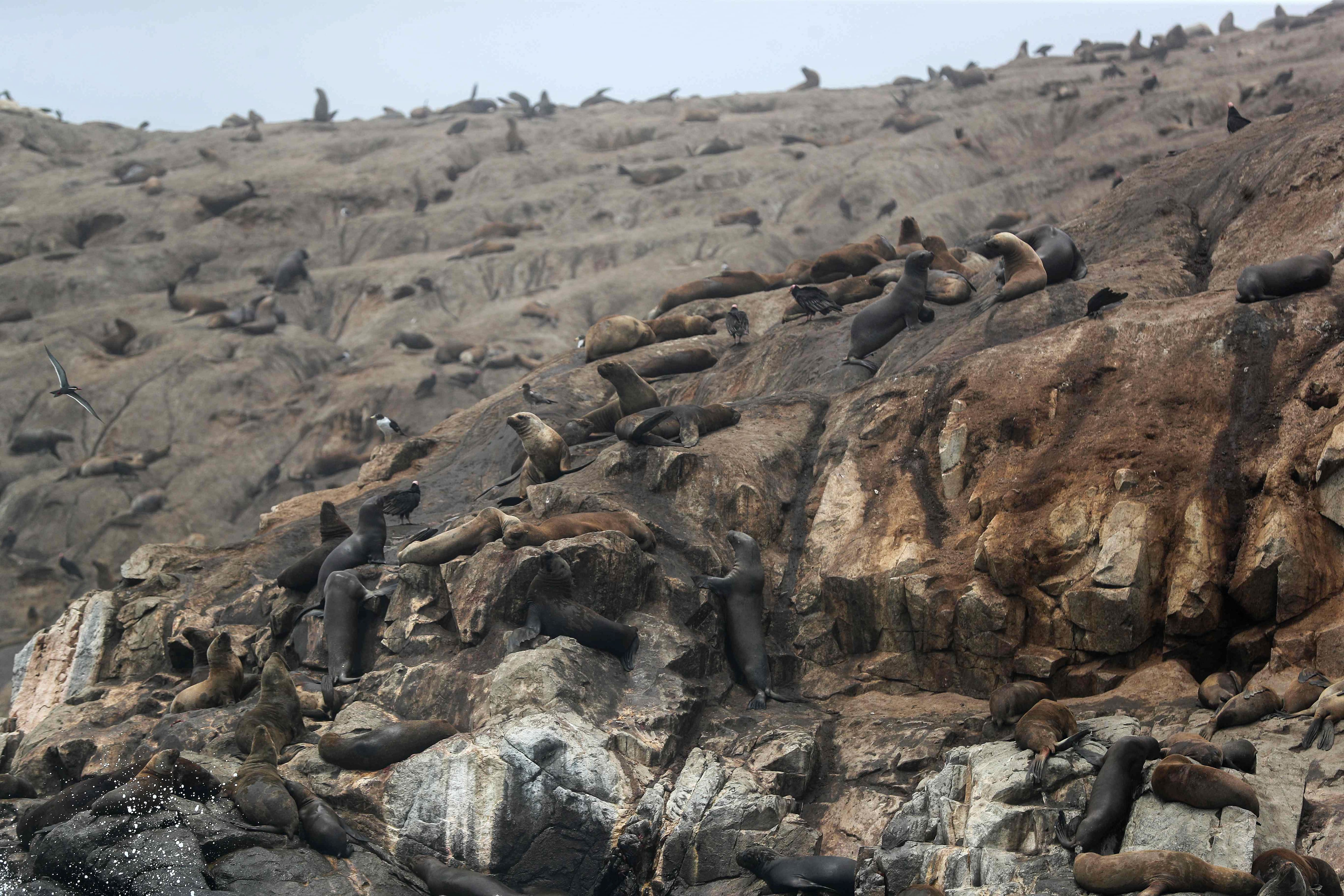 Un centenar de lobos marinos agonizan en Morro Sama, Tacna: piden intervención urgente de las autoridades