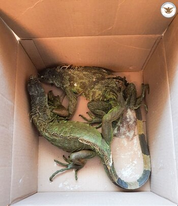 El deseo por tener especies