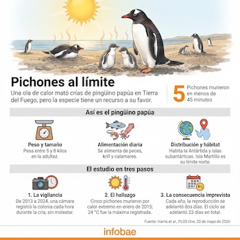 Infografía que muestra pingüinos papúa en una playa bajo el sol intenso. Contiene información sobre la especie, su hábitat y el impacto de las olas de calor.