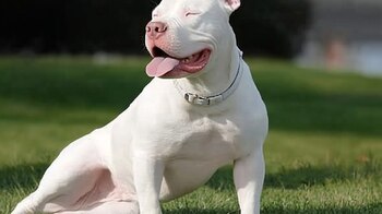 La Justicia cree que la