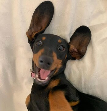 Aunque algunos expertos sugieren que